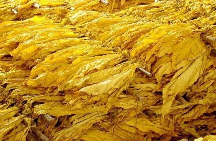 【微光谱应用】基于近红外光谱的烟叶成熟度检测