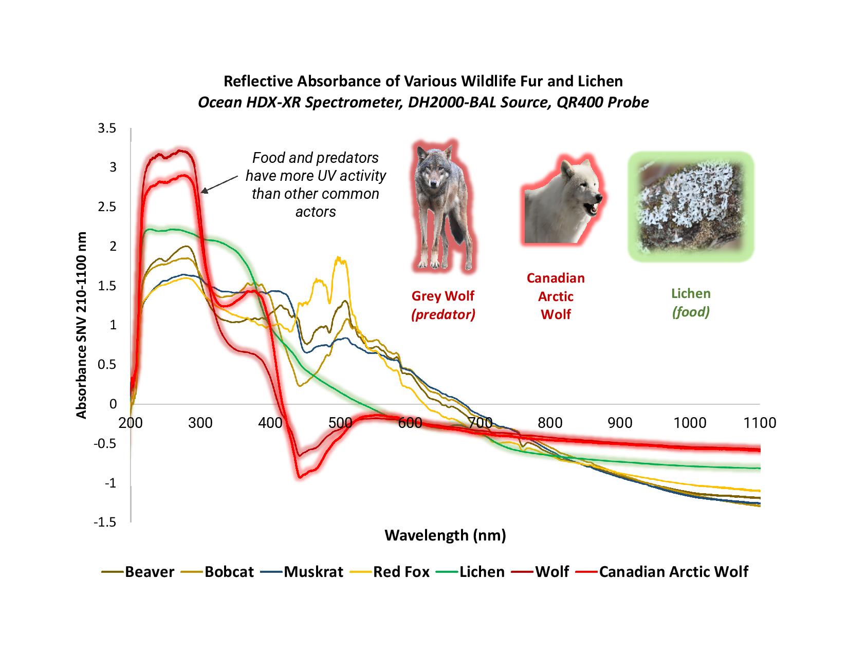 uvvisionreindeer_figure3-reflective-absorbance-of-fur-and-lichen 驯鹿捕食者的地衣样本和皮毛样本都表现出强烈的紫外线反应。