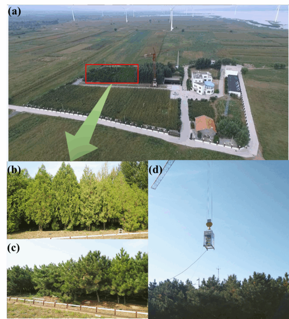 图1 试验站点及仪器配置